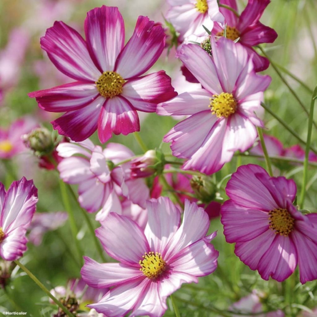 Schmuckkörbchen Sensation Picotee (Samen) - Cosmos