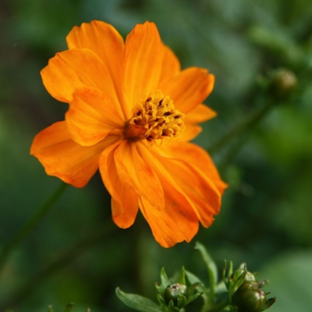 Cosmos sulphureus Mandarin - Gelbes Schmuckkörbchen