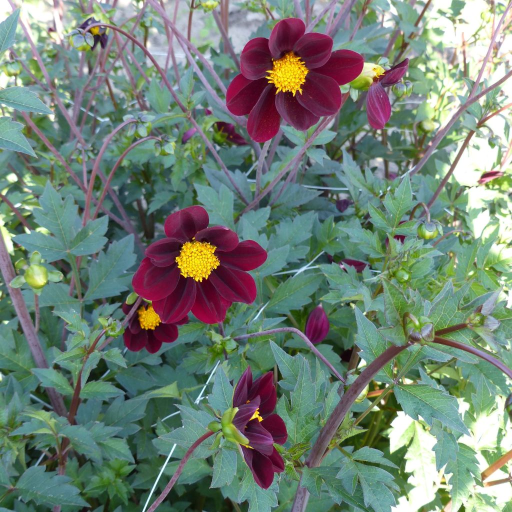 Cosmos Mexican Star - Schmuckkörbchen