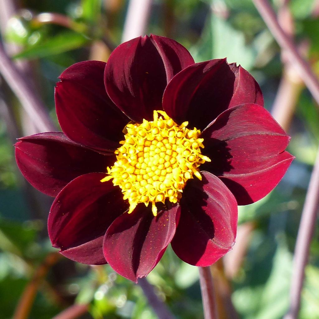 Cosmos Mexican Star - Schmuckkörbchen