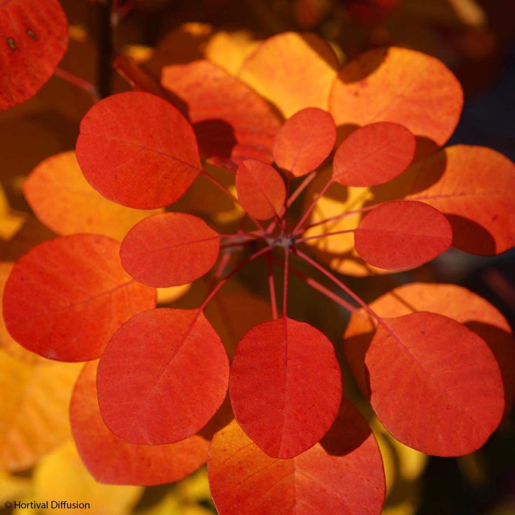 Perückenstrauch Flamissimo - Cotinus coggygria