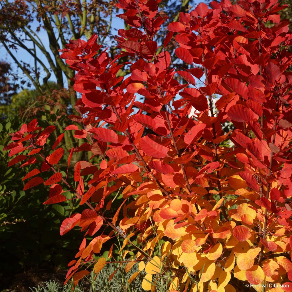 Perückenstrauch Flamissimo - Cotinus coggygria