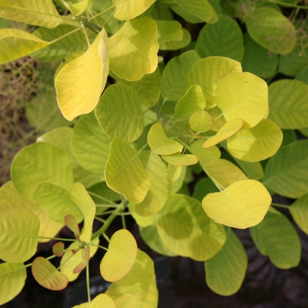 Perückenstrauch Golden Spirit - Cotinus coggygria