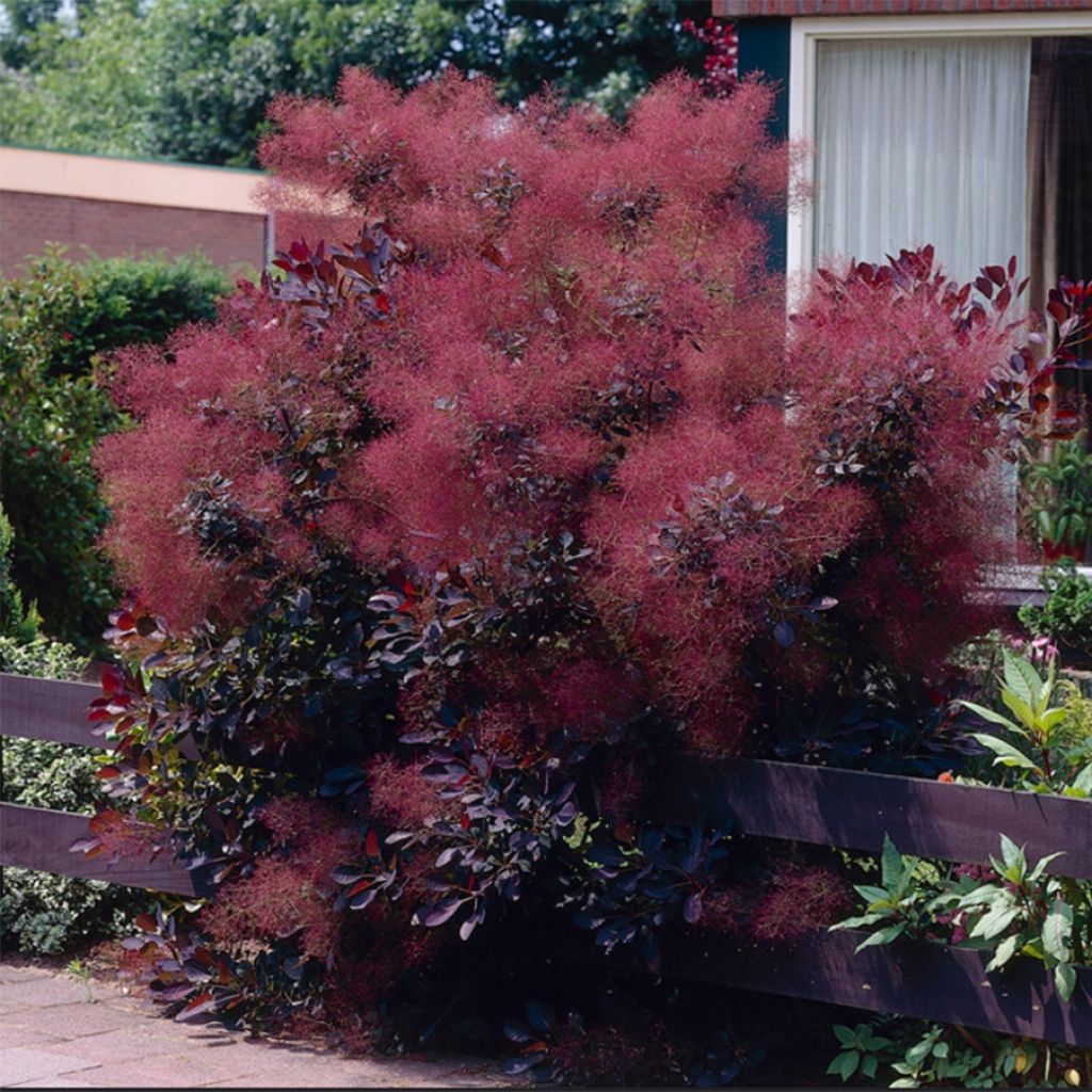 Perückenstrauch Royal Purple - Cotinus coggygria