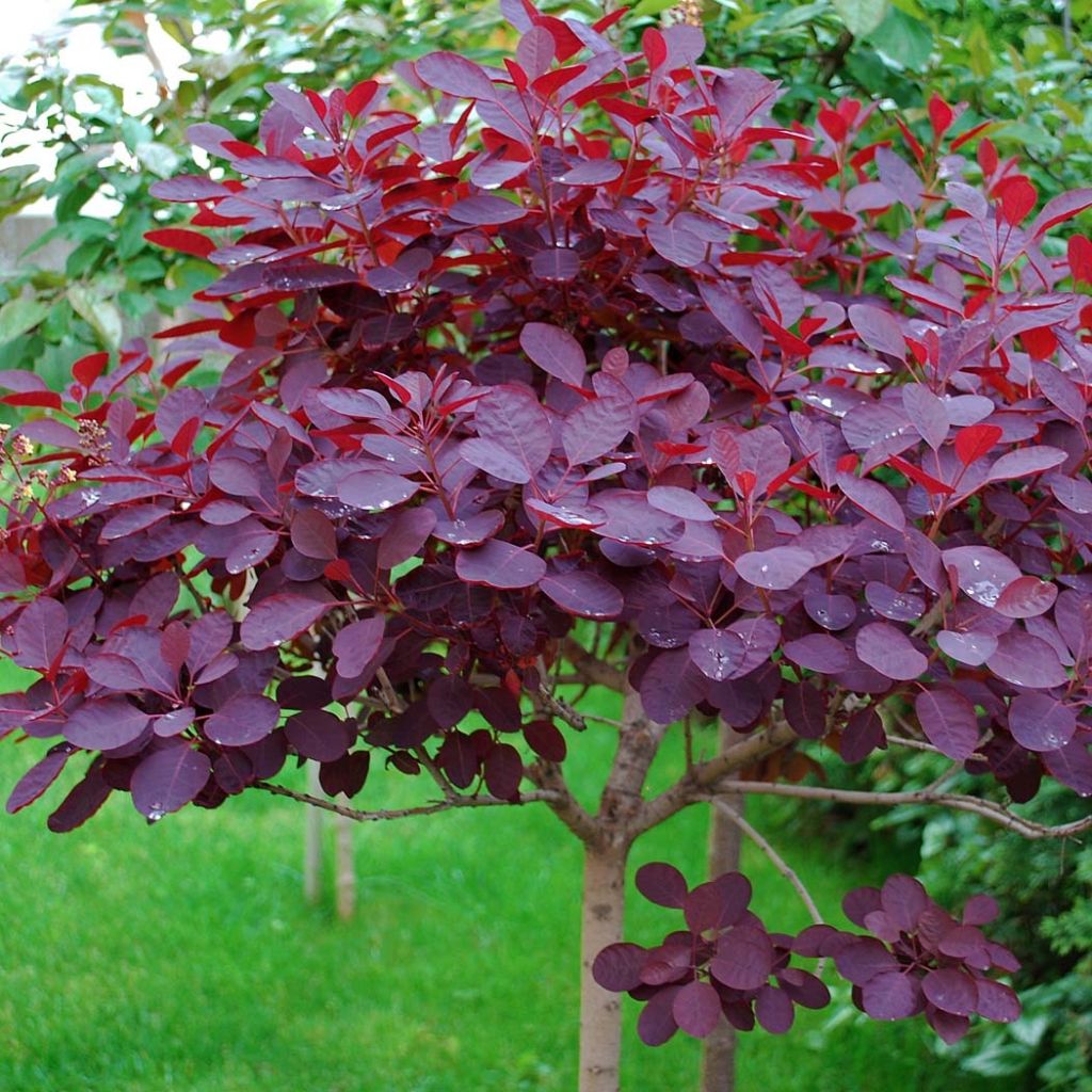 Perückenstrauch Royal Purple - Cotinus coggygria