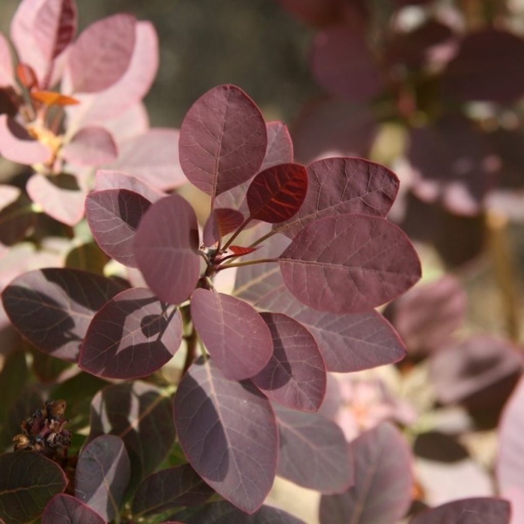 Perückenstrauch Royal Purple - Cotinus coggygria