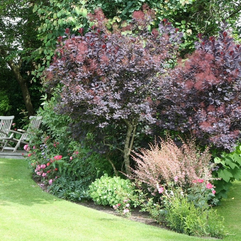 Perückenstrauch Royal Purple - Cotinus coggygria