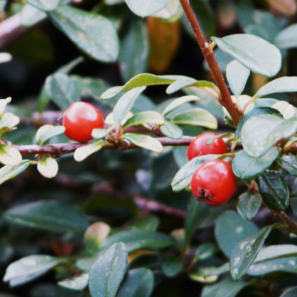 Cotoneaster dammeri - Teppich-Zwergmispel