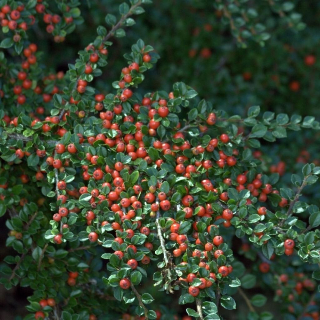 Cotoneaster horizontalis - Zwergmispel