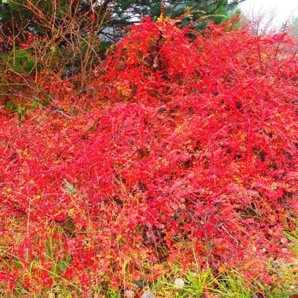 Cotoneaster horizontalis - Zwergmispel