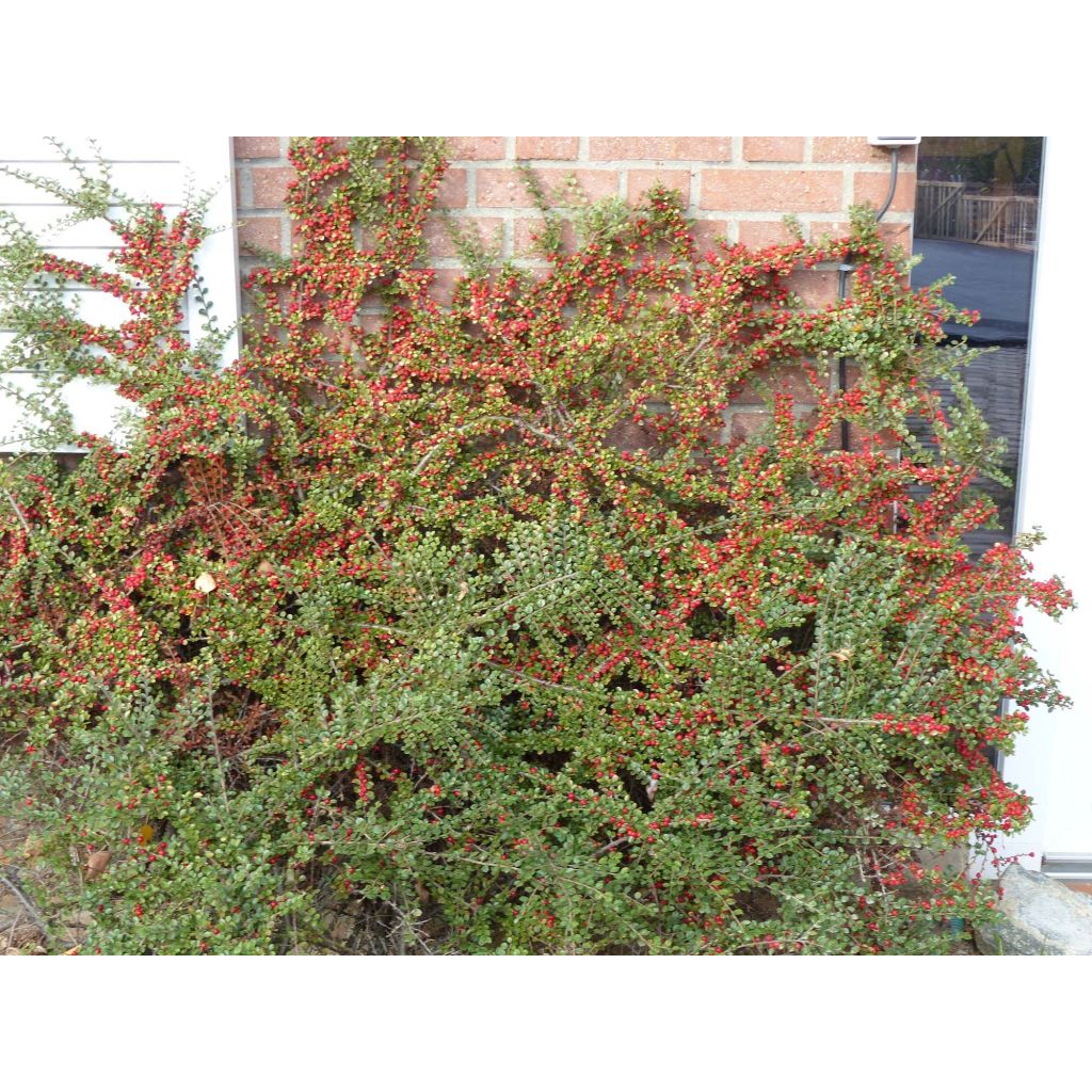 Cotoneaster horizontalis - Zwergmispel