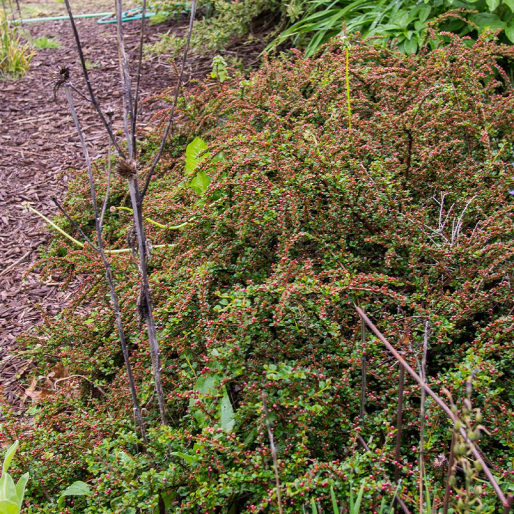 Cotoneaster praecox Boer - Zwergmispel