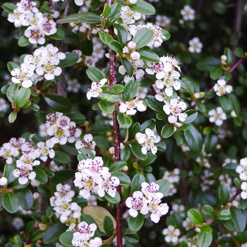 Cotoneaster procumbens Queen of Carpets - Teppich-Zwergmispel