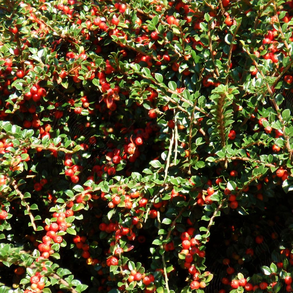 Cotoneaster procumbens Queen of Carpets - Teppich-Zwergmispel