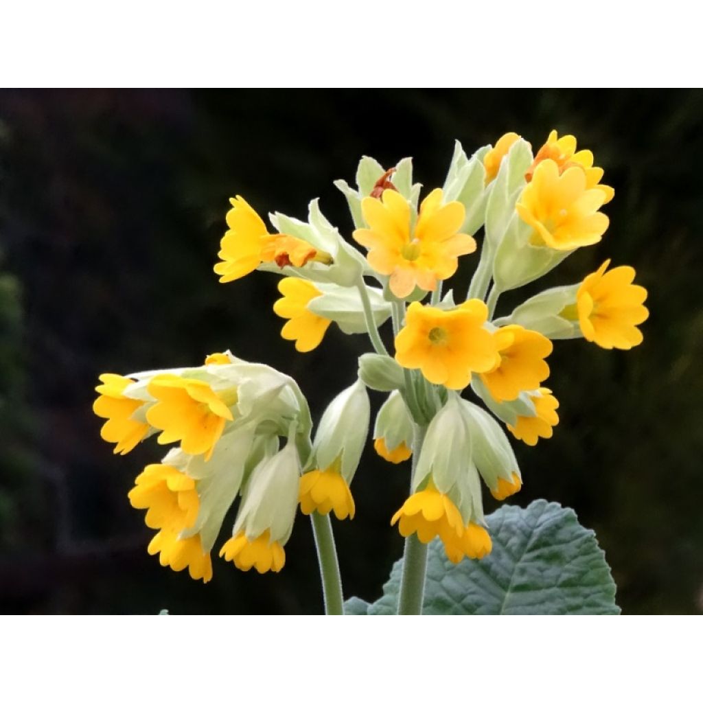 Primula veris - Primel