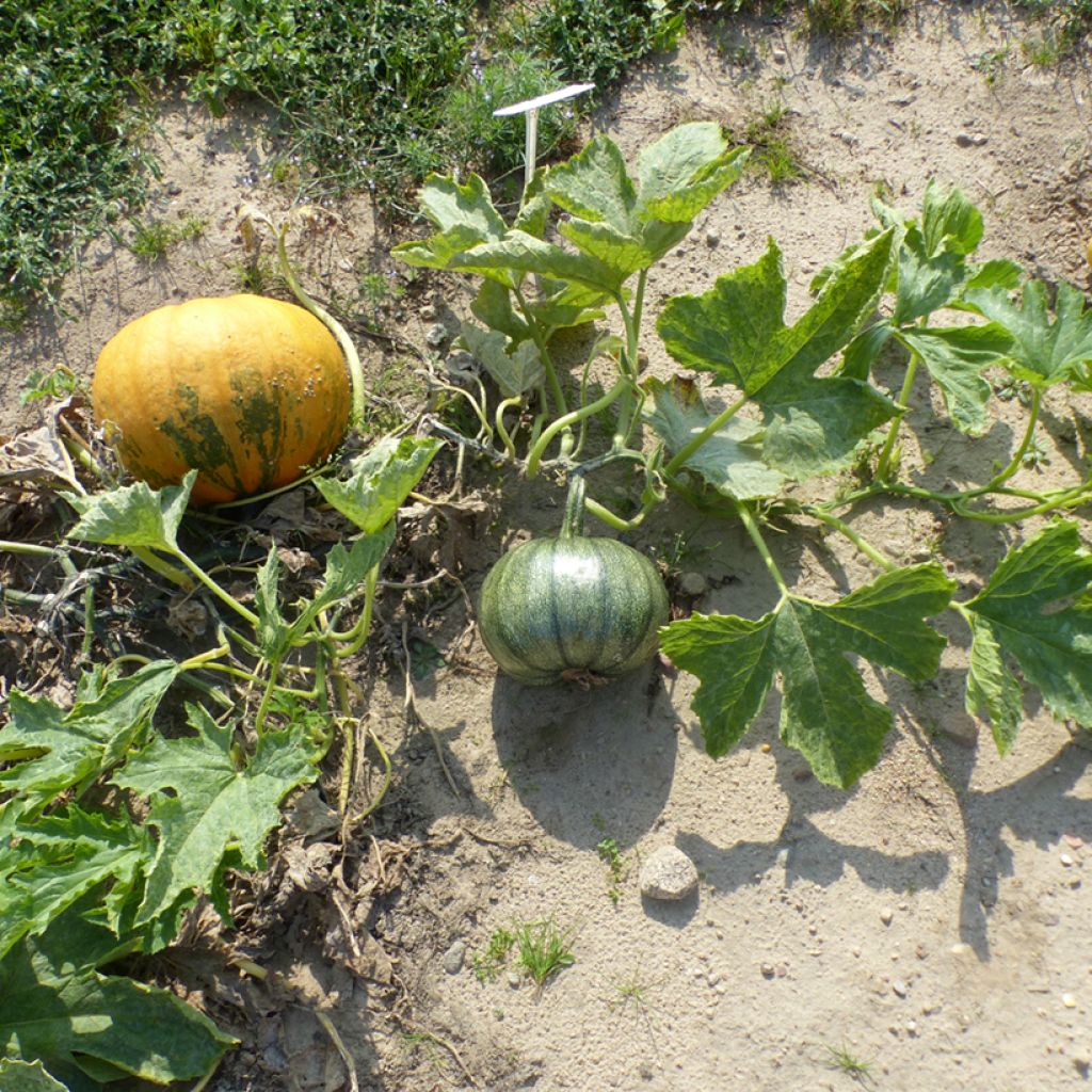 Garten-Kürbis Miranda