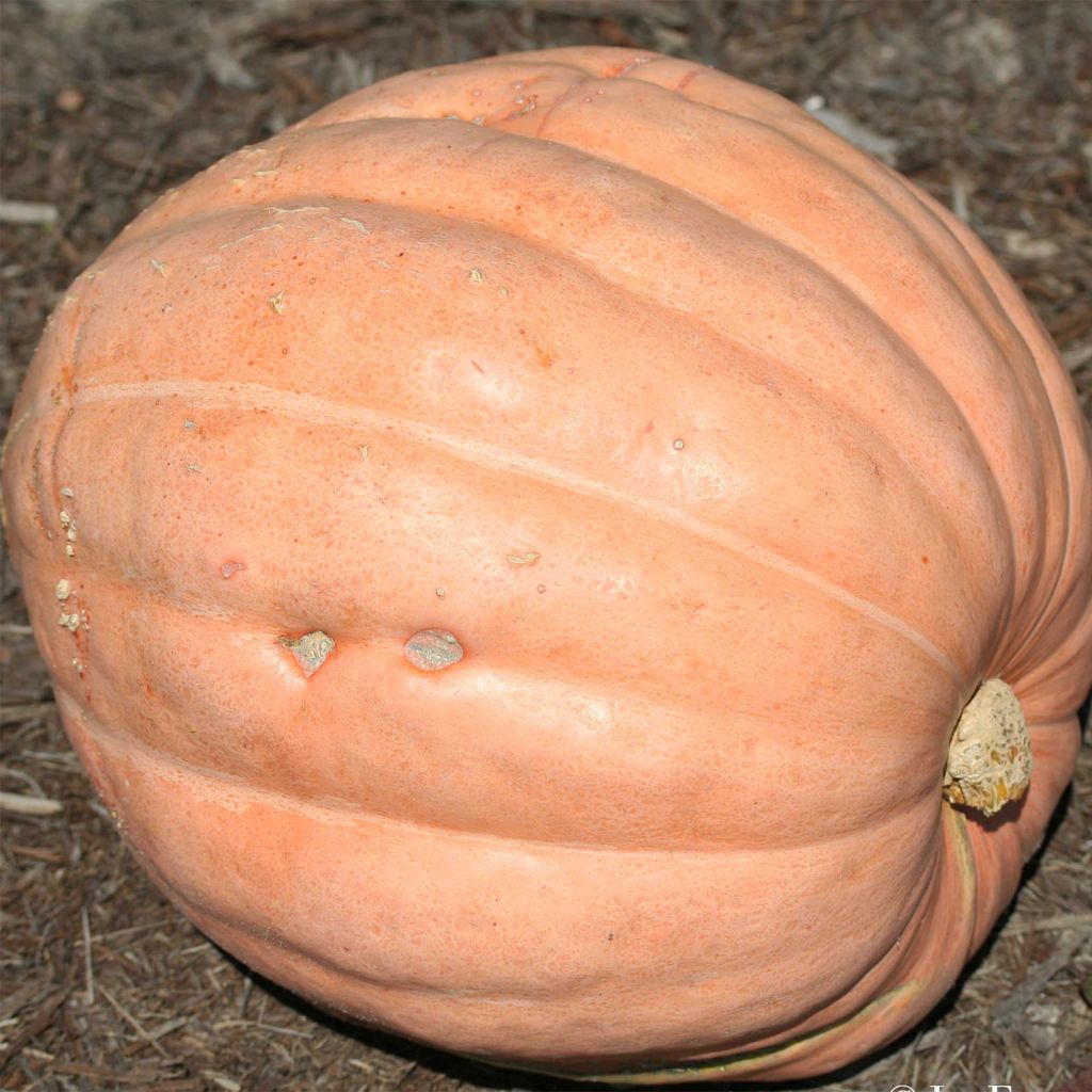 Courge Gargantua Atlantic Giant Bio - Ferme de Sainte Marthe