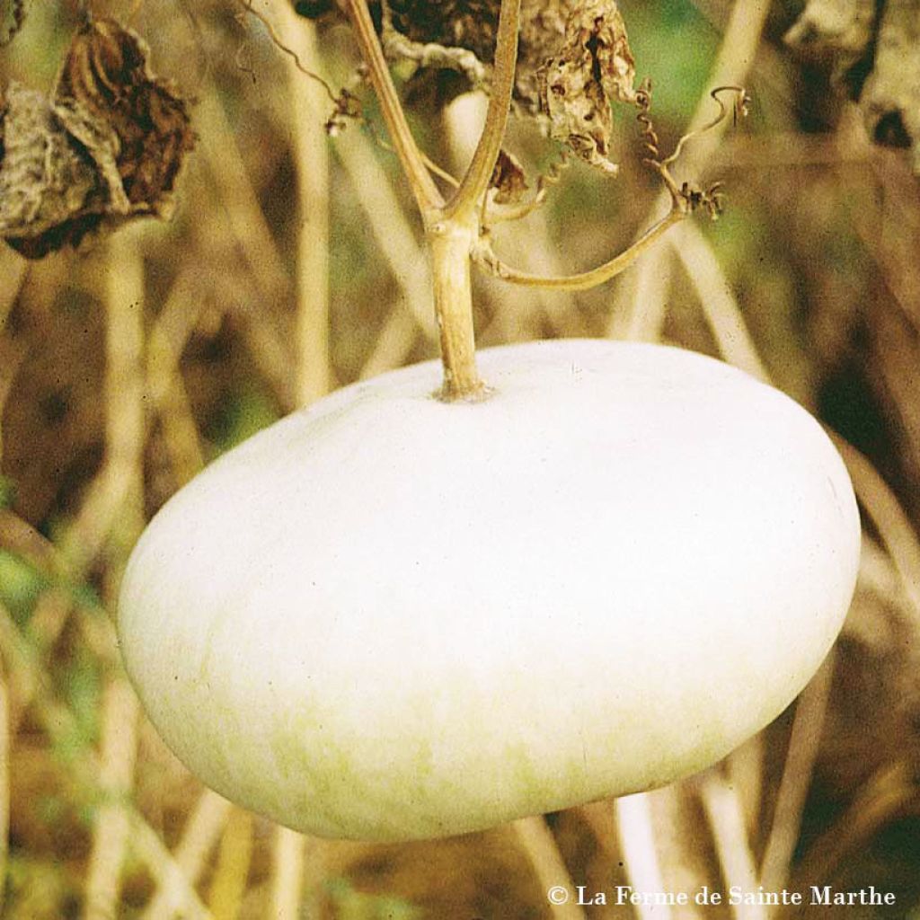 Courge Plate de Corse Bio - Ferme de Sainte Marthe