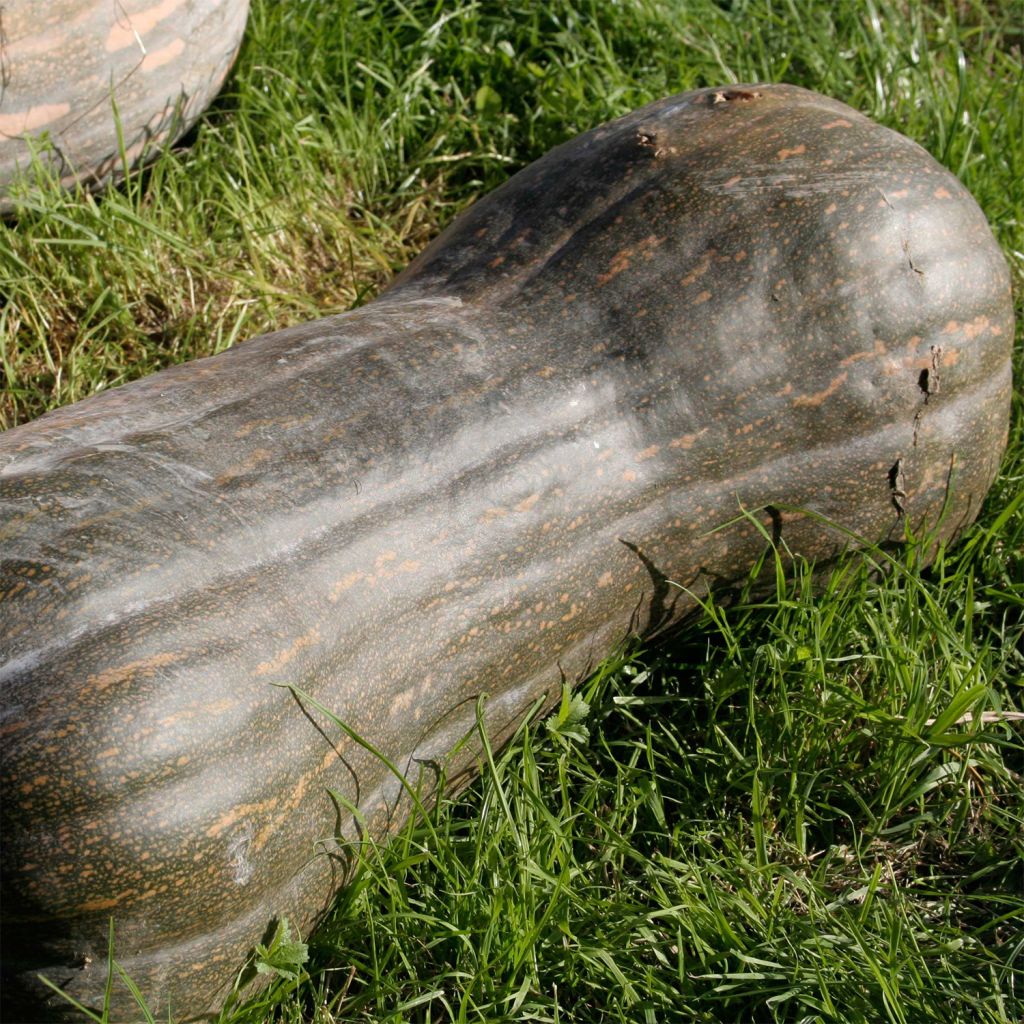 Courge Pleine de Naples Bio - Ferme de Sainte Marthe 