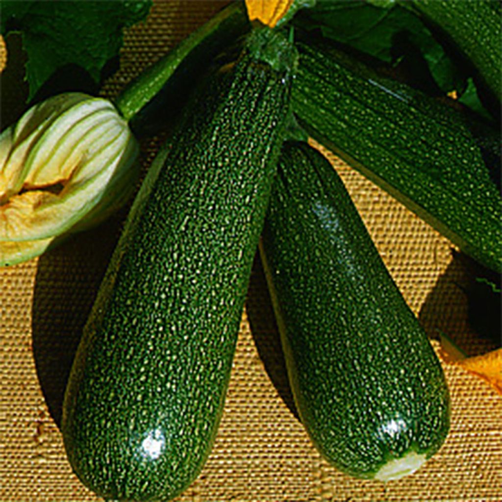 Buschkürbis Verte non coureuse Bio - Ferme de Sainte Marthe