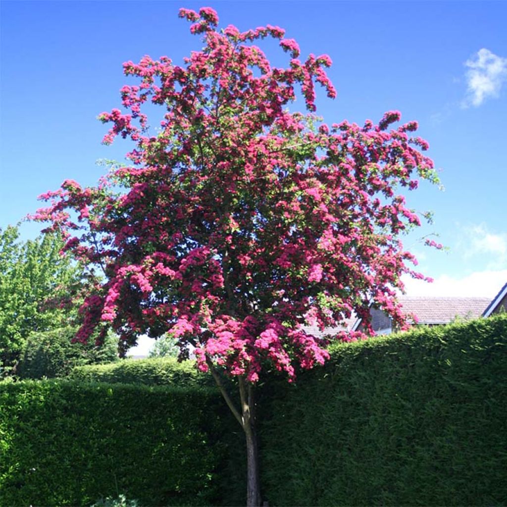 Crataegus laevigata Paul's Scarlet - Zweigriffliger Weißdorn