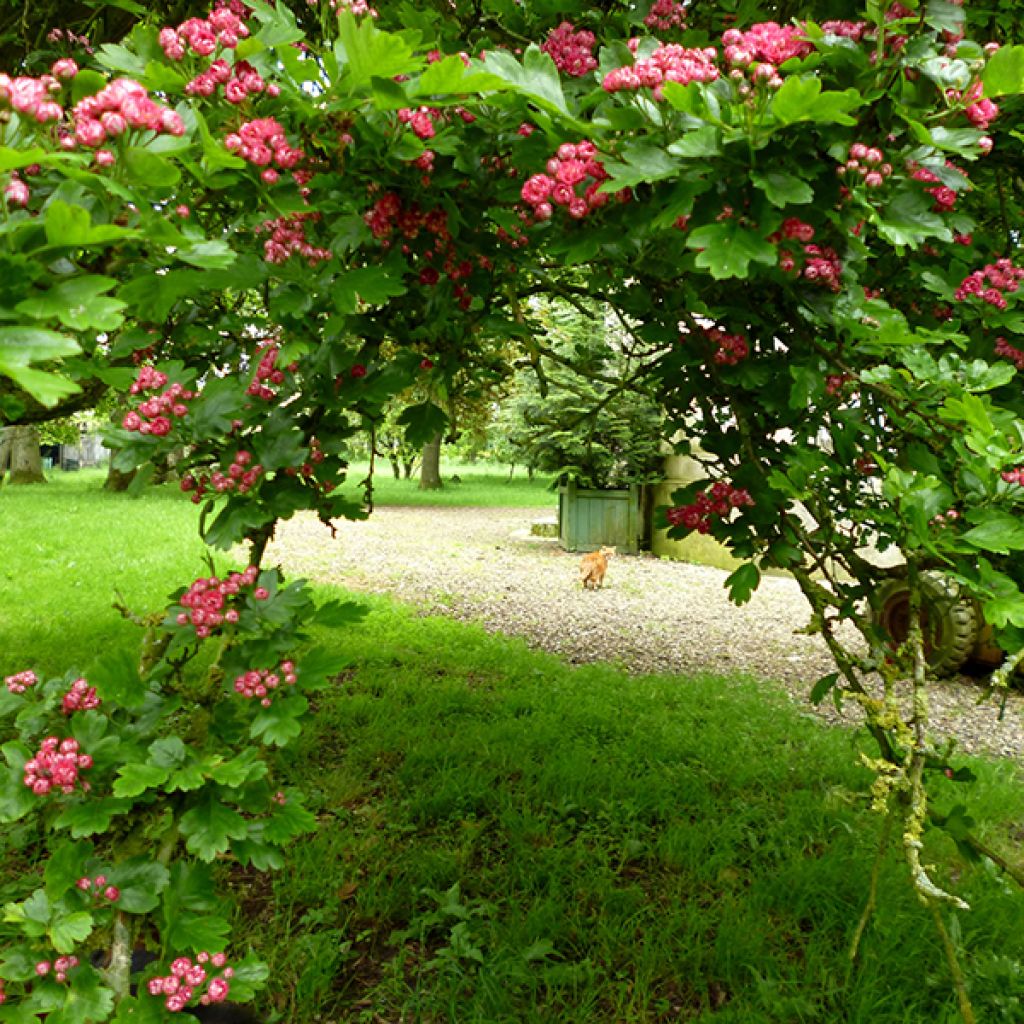 Crataegus laevigata Paul's Scarlet - Zweigriffliger Weißdorn