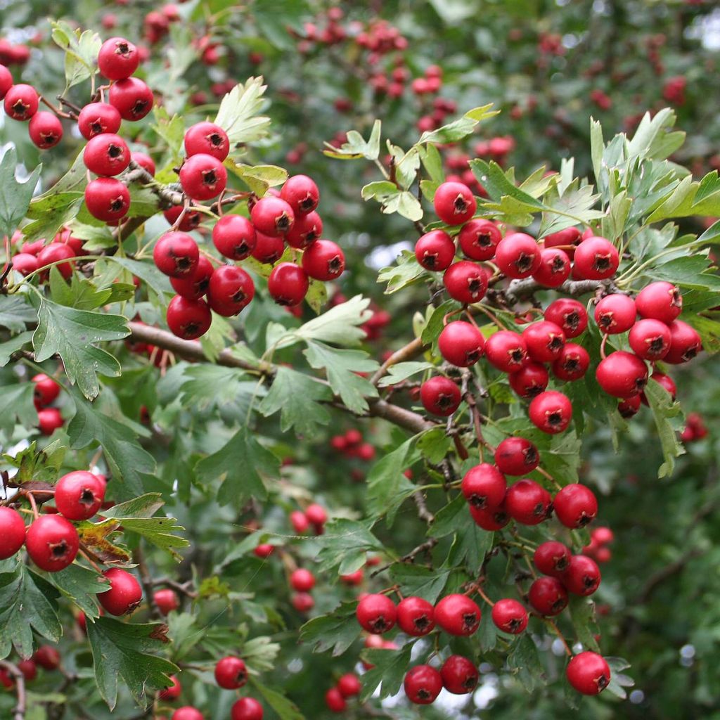 Crataegus monogyna - Eingriffliger Weißdorn