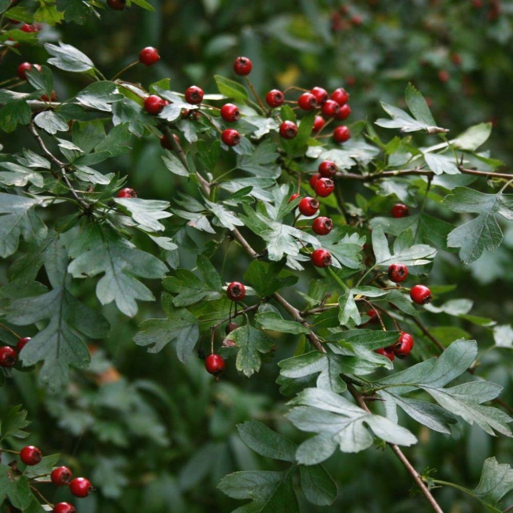 Crataegus monogyna - Eingriffliger Weißdorn