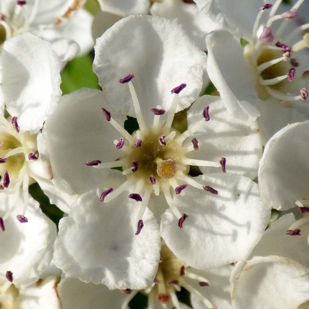 Crataegus monogyna - Eingriffliger Weißdorn