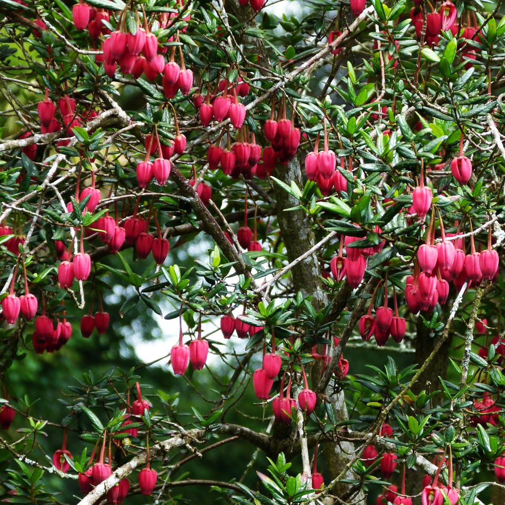 Crinodendron hookerianum - Crinodendron