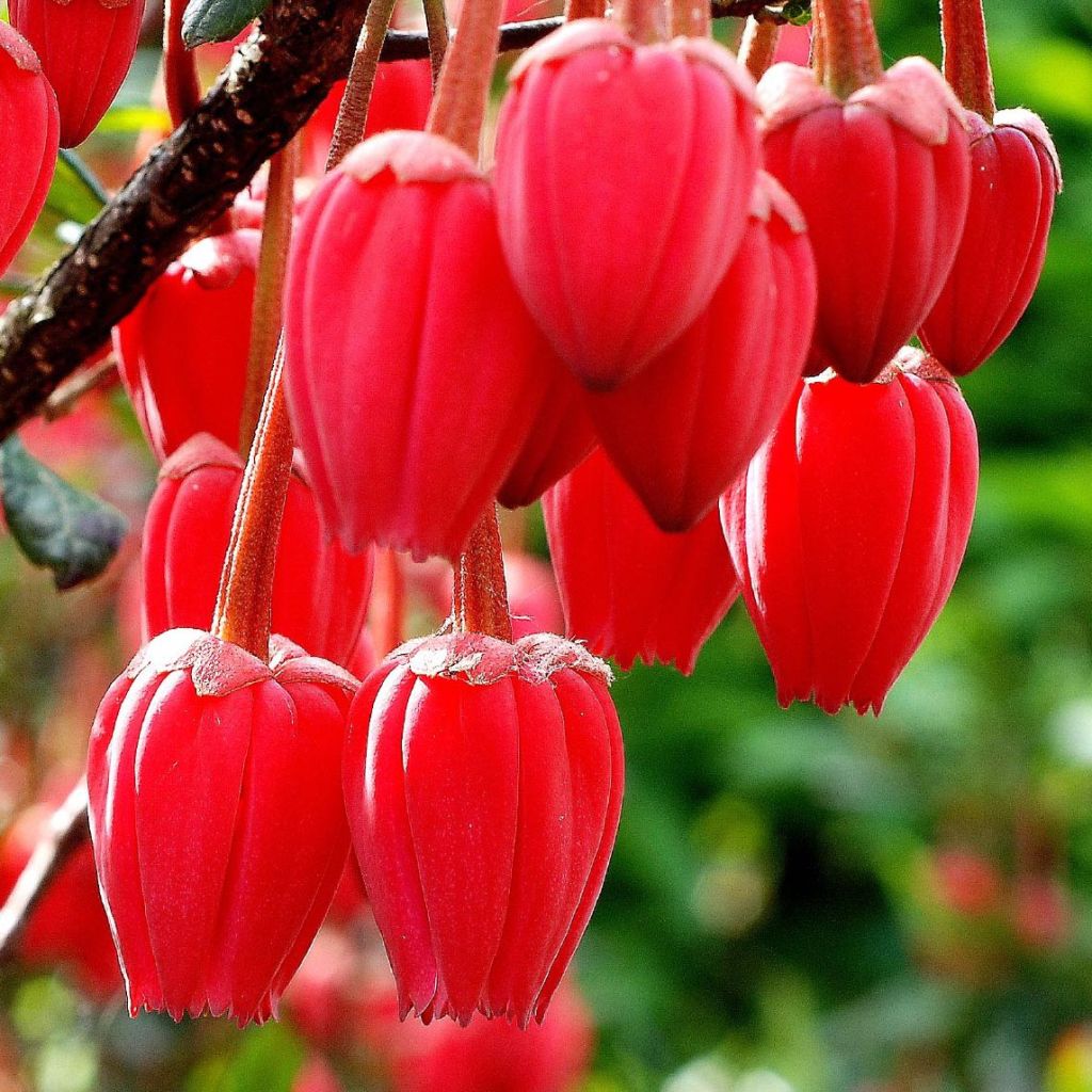 Crinodendron hookerianum - Crinodendron