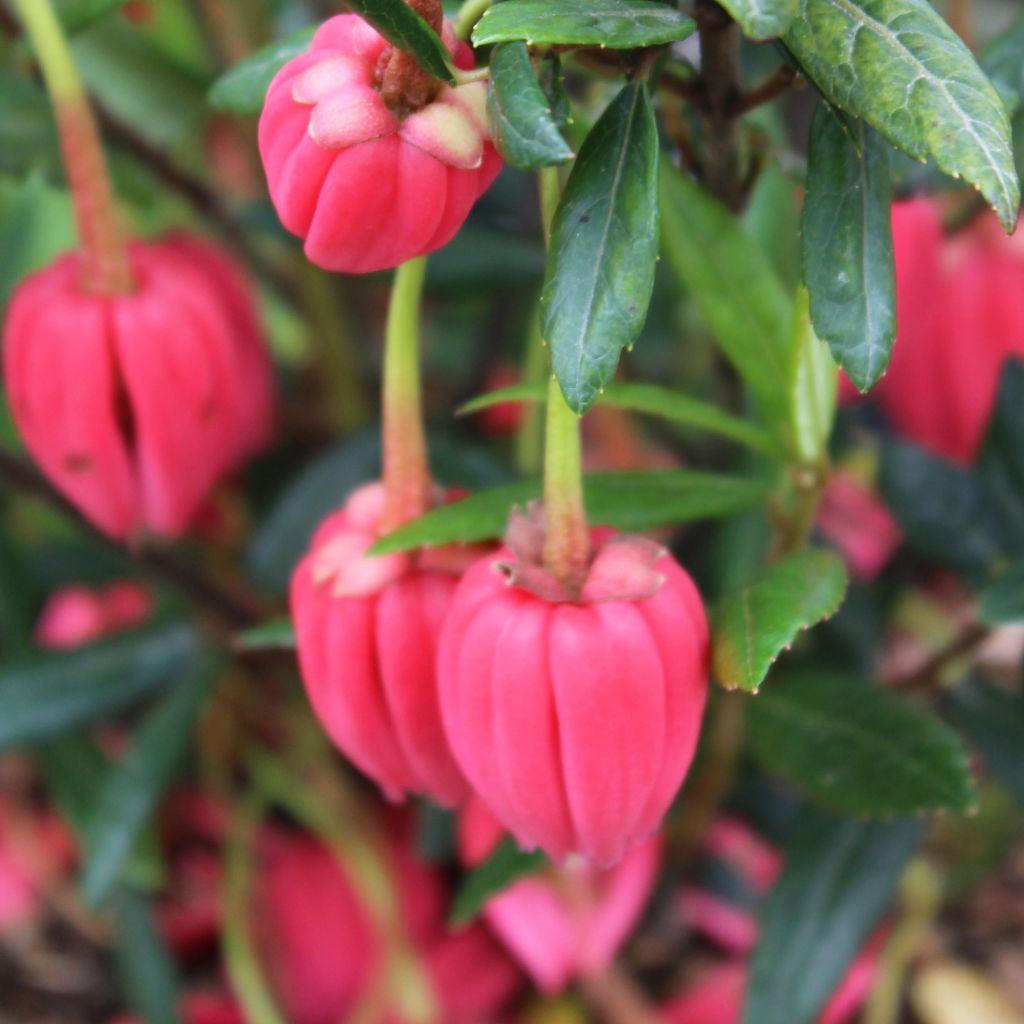 Crinodendron hookerianum - Crinodendron