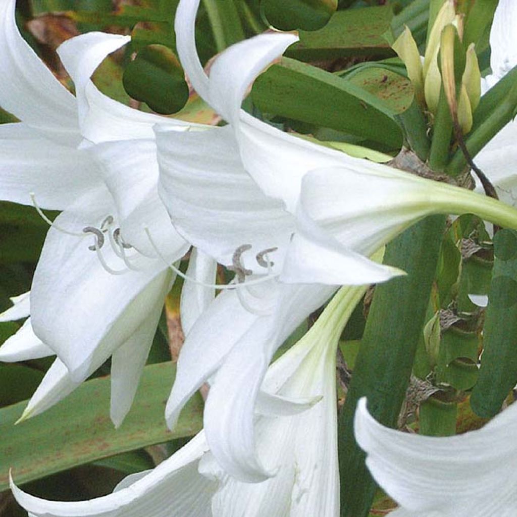 Crinum powellii Album - Hakenlilie