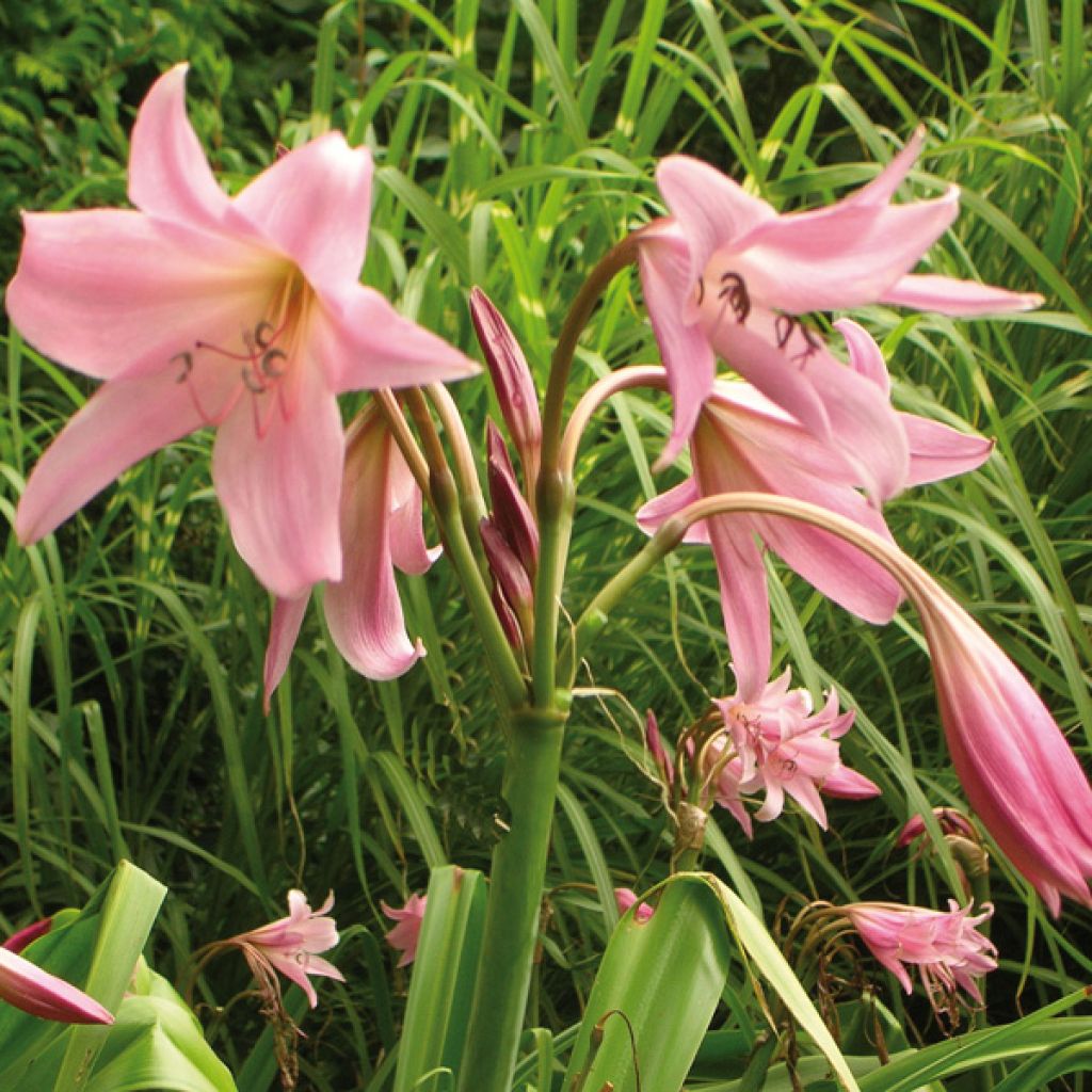 Crinum powellii Rosea - Hakenlilie