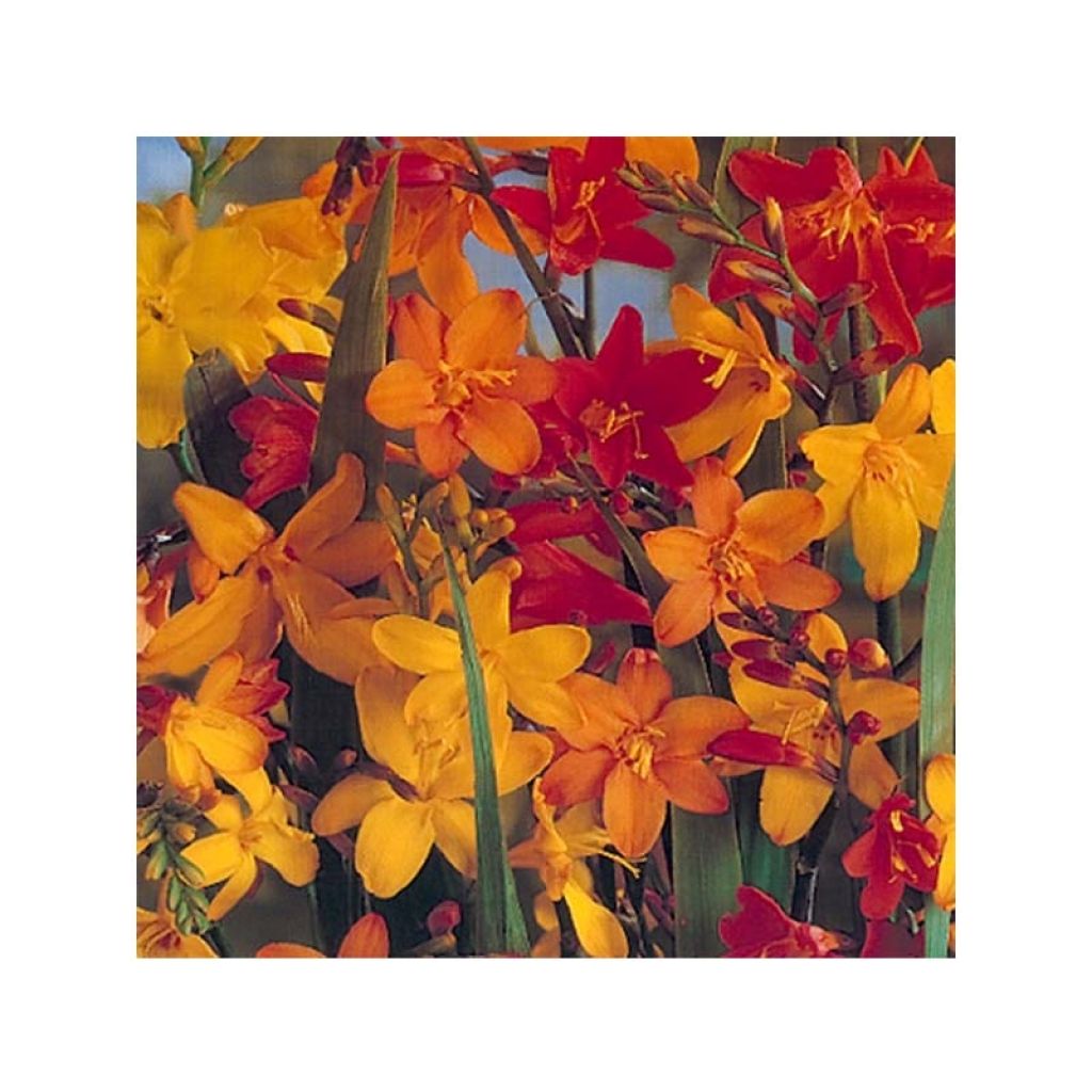 Crocosmia en mélange (grandes fleurs) - Montbretia