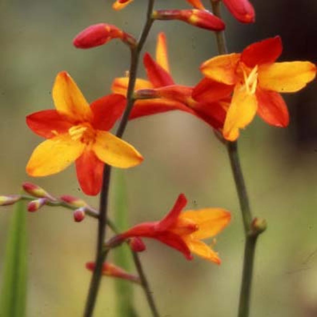 Montbretie Fire King - Crocosmia