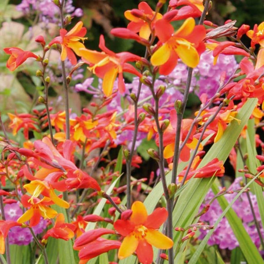 Montbretie Fire King - Crocosmia