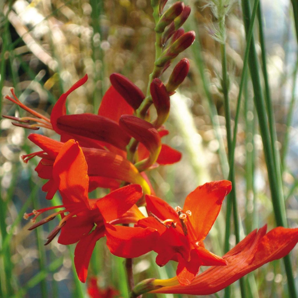 Montbretie Lucifer - Crocosmia