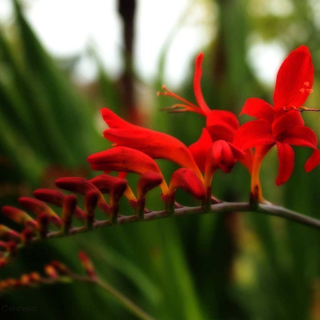 Montbretie Lucifer - Crocosmia