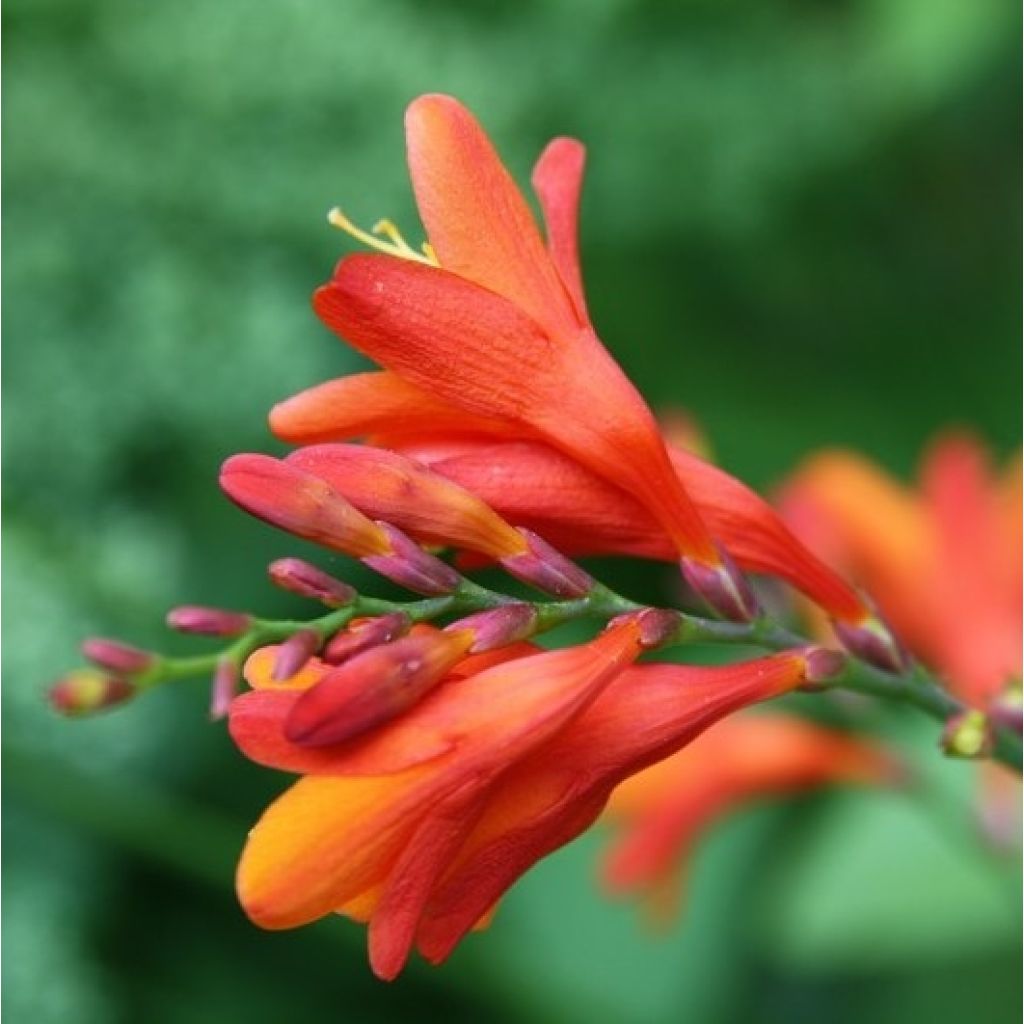 Montbretie Lucifer - Crocosmia