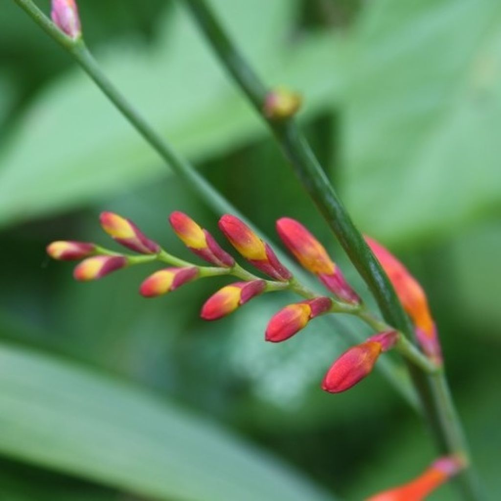 Montbretie Lucifer - Crocosmia