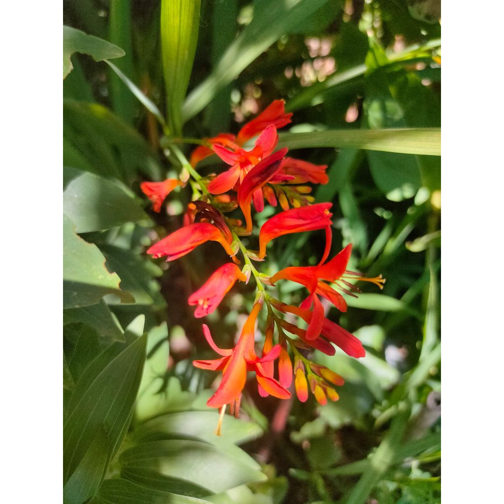 Montbretie Mistral - Crocosmia