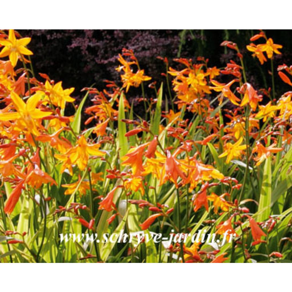 Montbretie Star of the West - Crocosmia