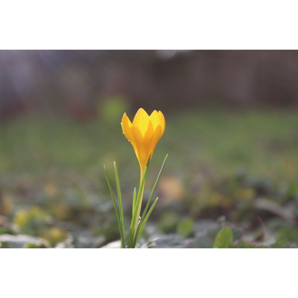 Krokus Golden Bunch - Crocus ancyrensis