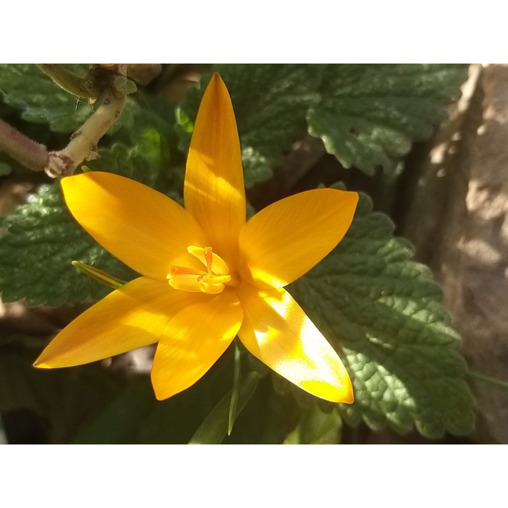 Krokus - Crocus angustifolius