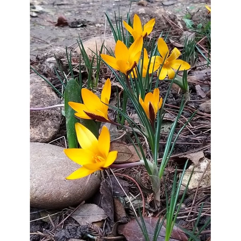 Krokus - Crocus angustifolius