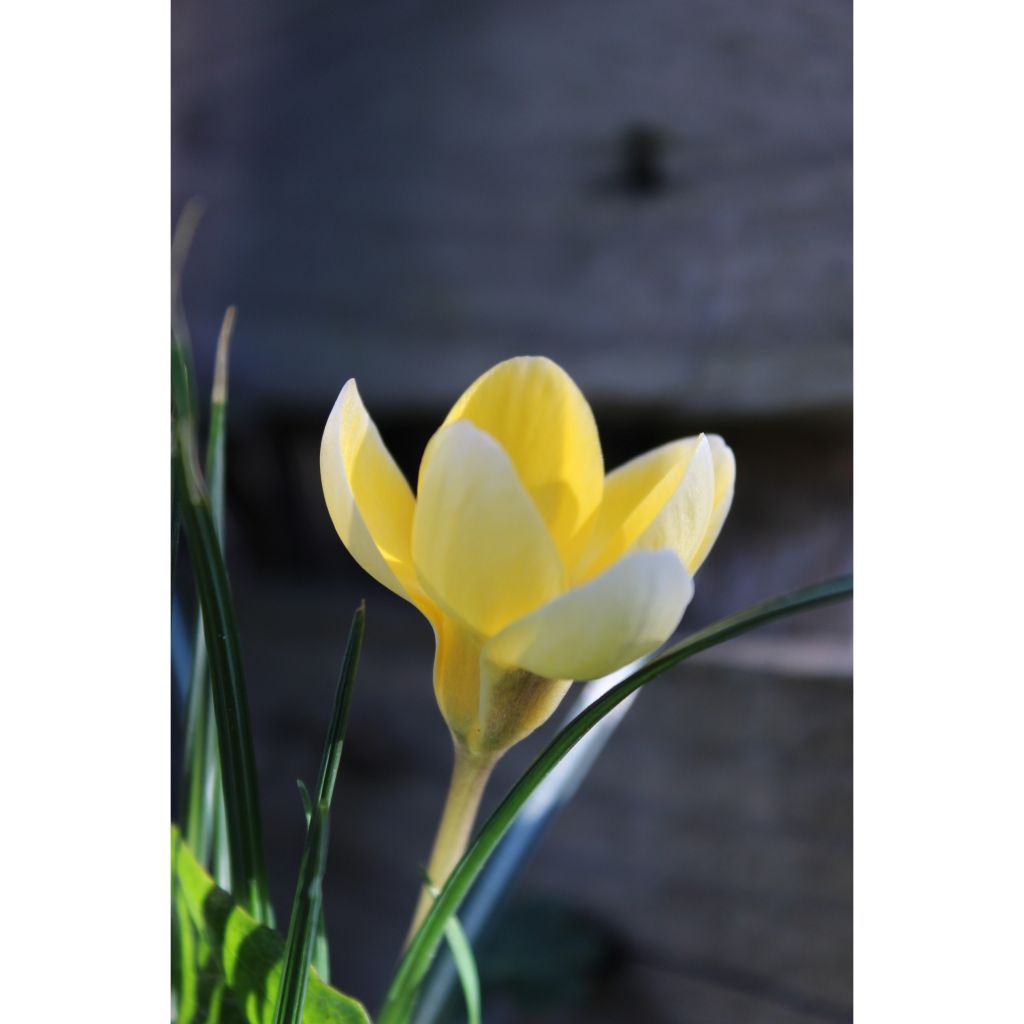 Krokus Cream Beauty - Crocus chrysanthus