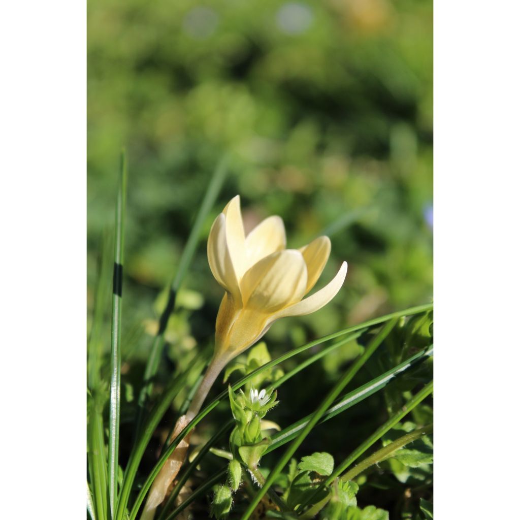 Krokus Cream Beauty - Crocus chrysanthus