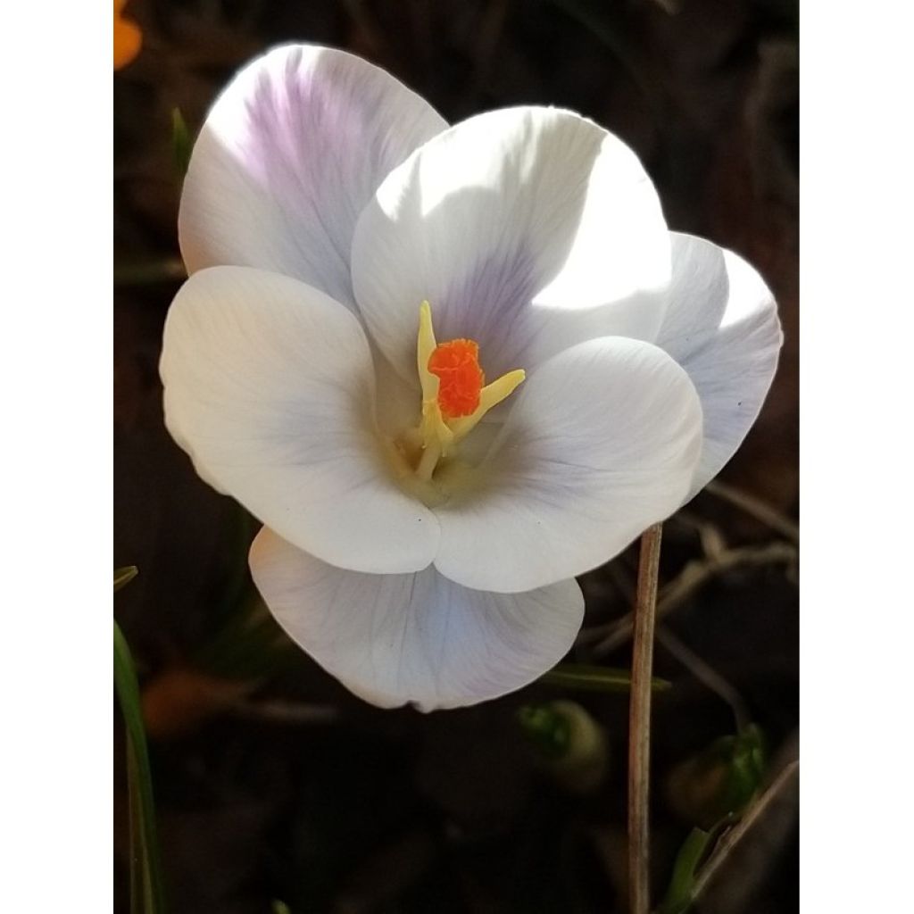 Großblütiger Krokus Prins Claus - Crocus