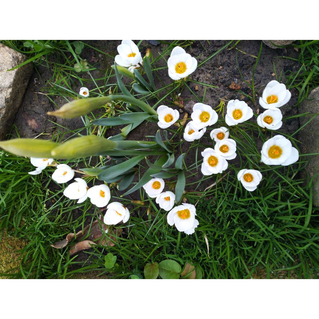 Krokus Snowbunting - Crocus chrysanthus